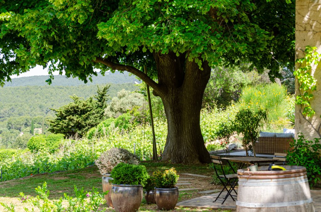Jardin extérieur Cassis